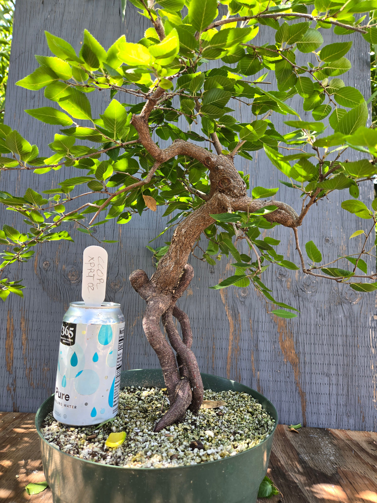 Carpinus coreana, Korean Hornbeam, Ccor XPRT 2