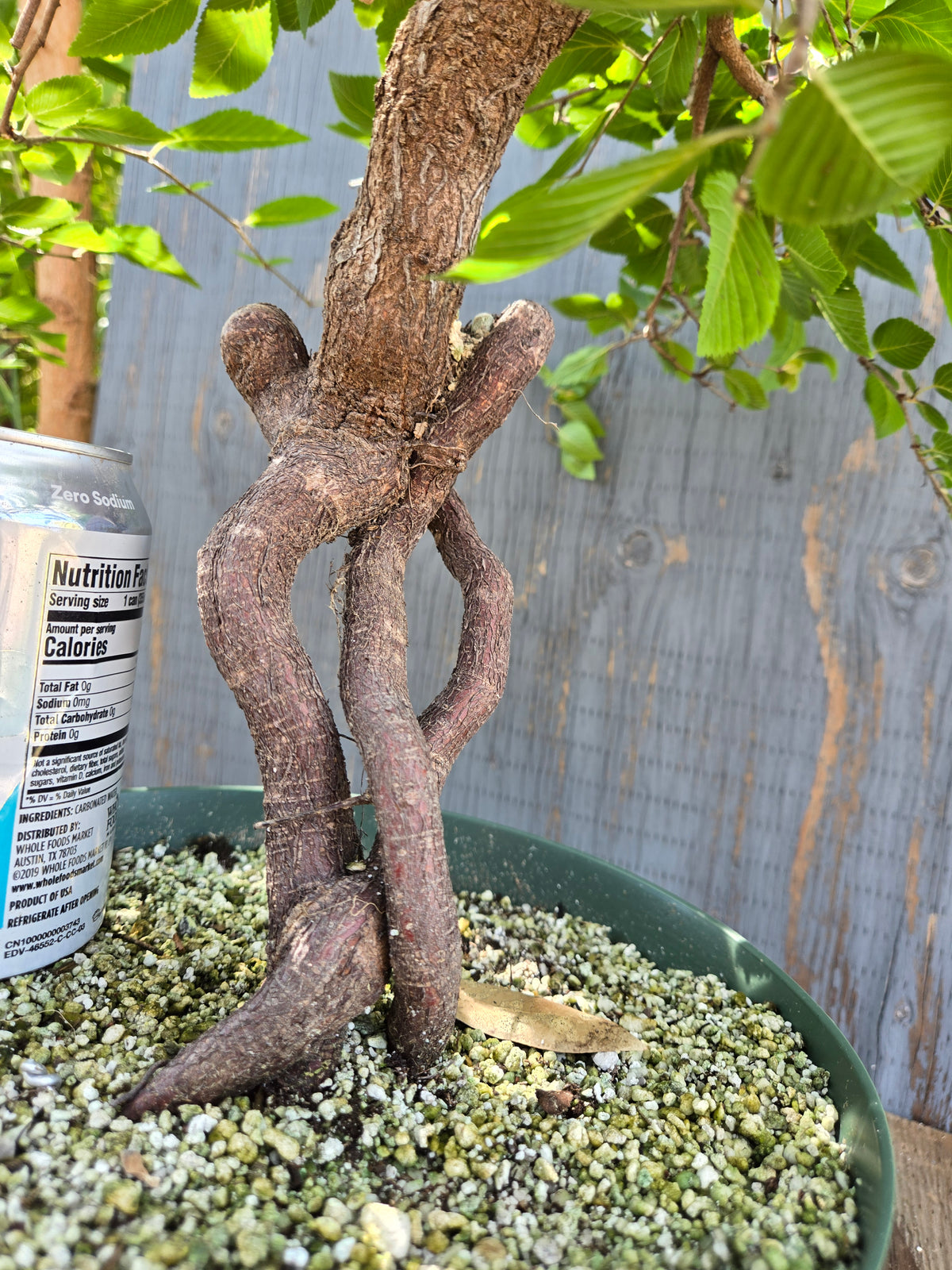Carpinus coreana, Korean Hornbeam, Ccor XPRT 2