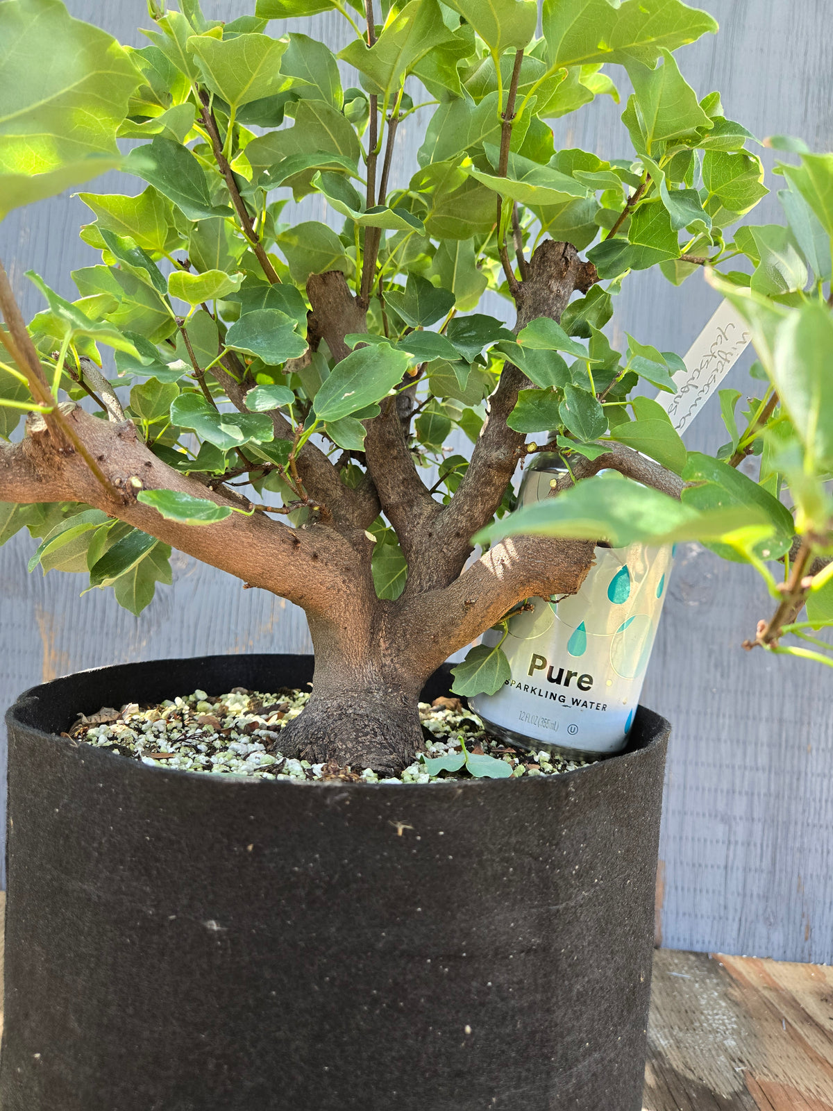 Trident Maple, Acer buergerianum, Miyasama Yatsabusa, Sept 01