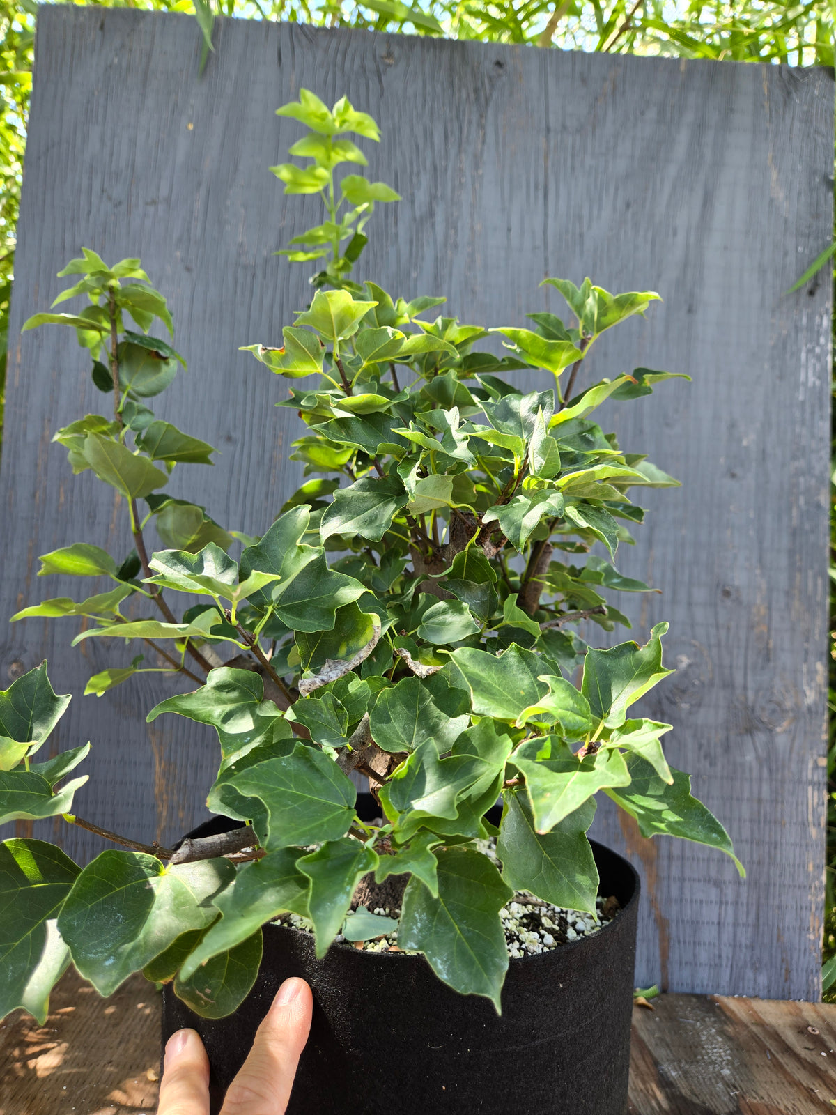 Trident Maple, Acer buergerianum, Miyasama Yatsabusa, Sept 01