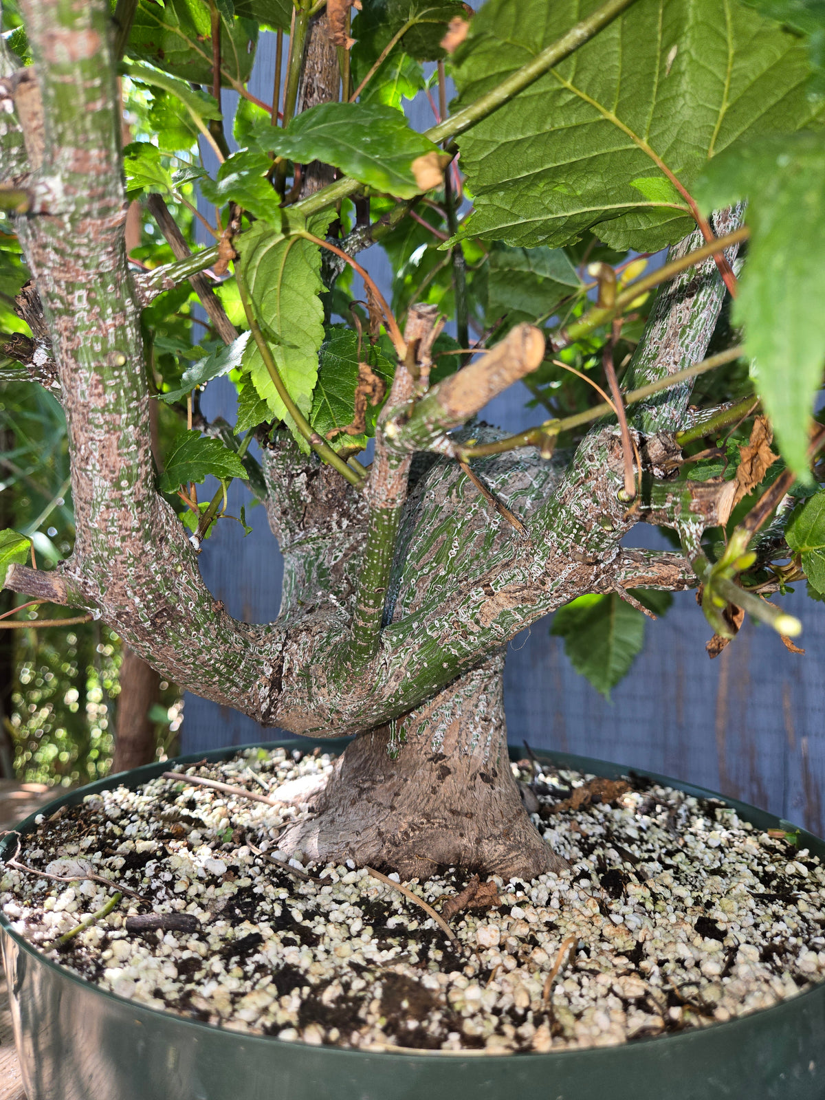 Snake Bark Maple, Acer capillipes, Acap Sept 01