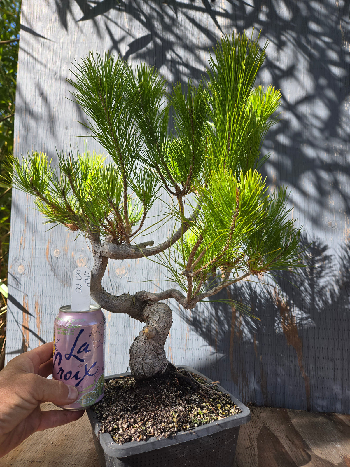Japanese Red Pine, JRP OCT00