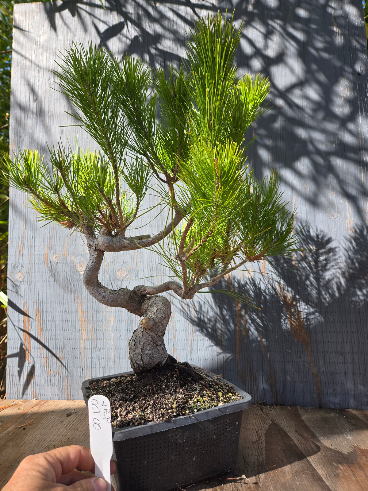 Japanese Red Pine, JRP OCT00