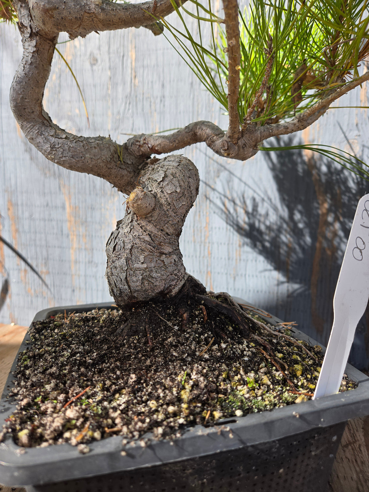 Japanese Red Pine, JRP OCT00