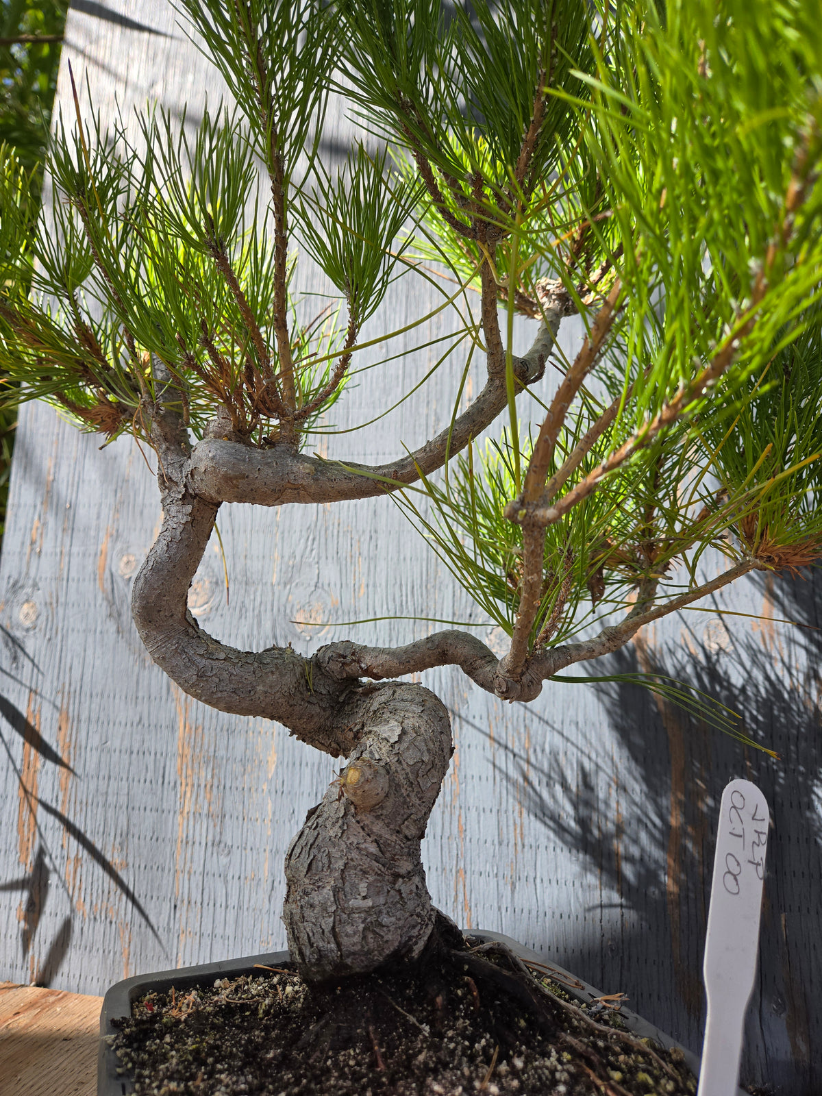 Japanese Red Pine, JRP OCT00
