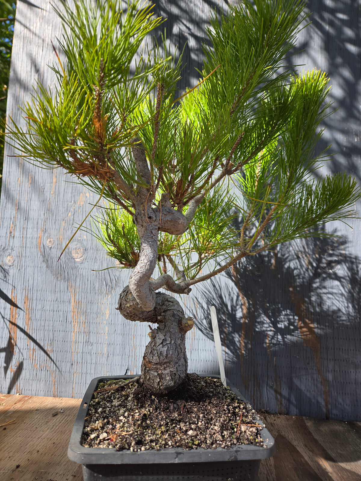 Japanese Red Pine, JRP OCT00