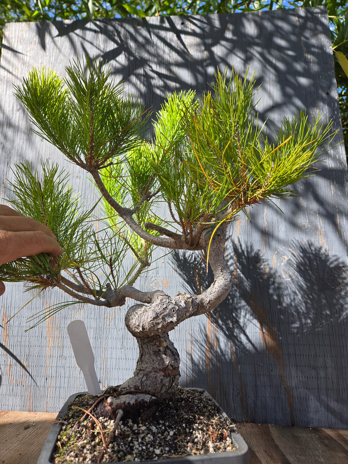 Japanese Red Pine, JRP OCT00