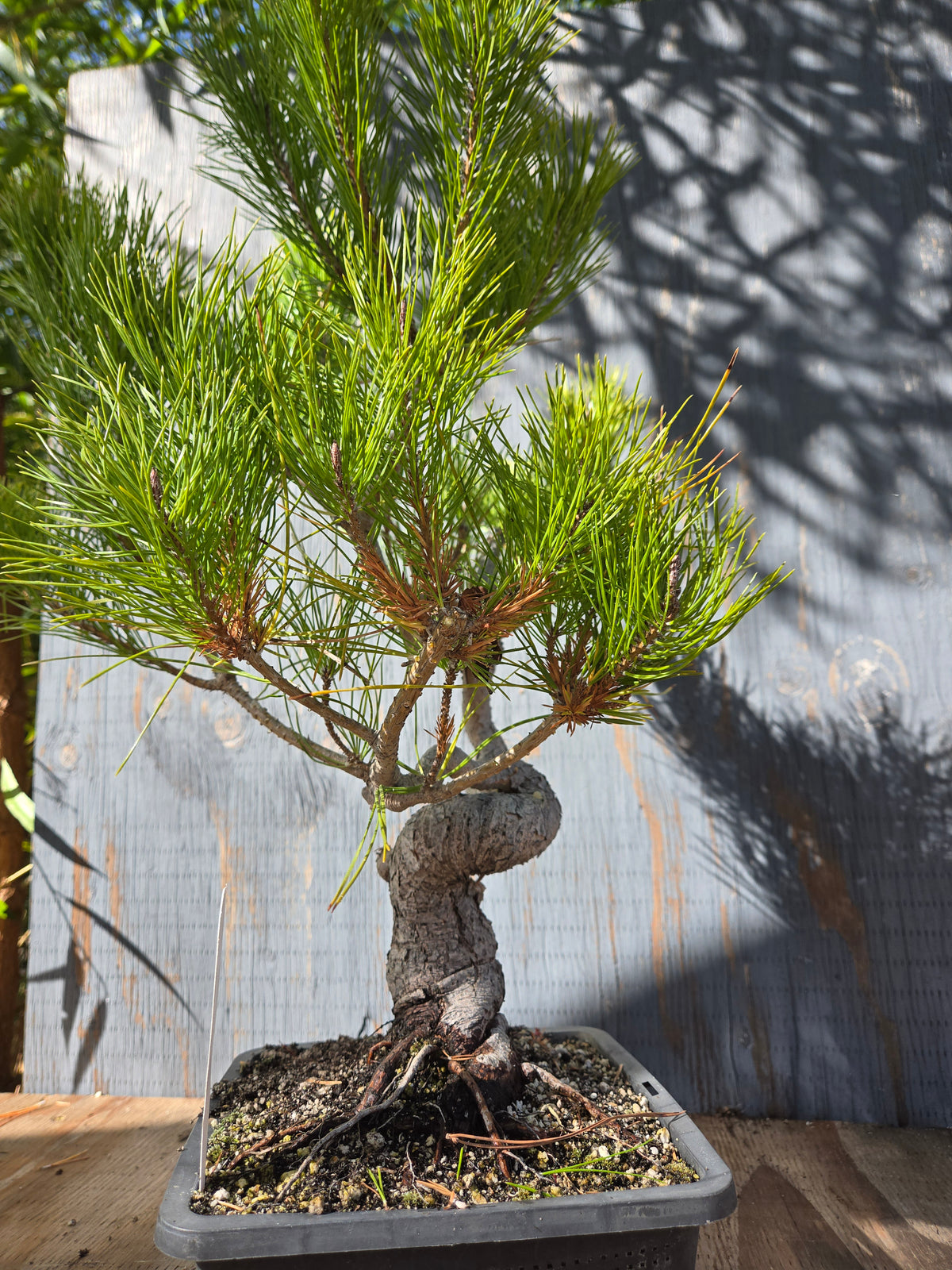 Japanese Red Pine, JRP OCT00