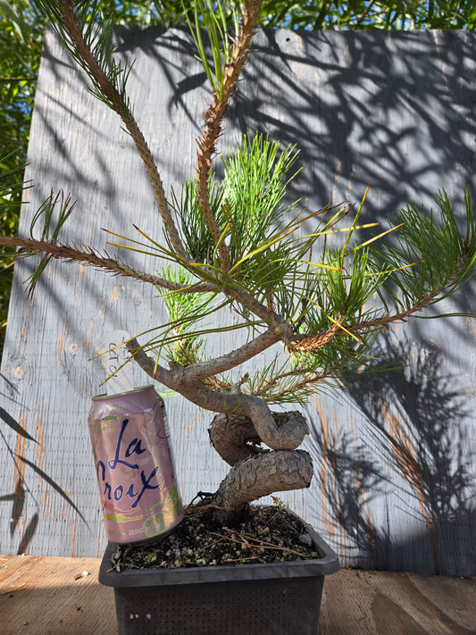 Japanese Red Pine, JRP OCT 01