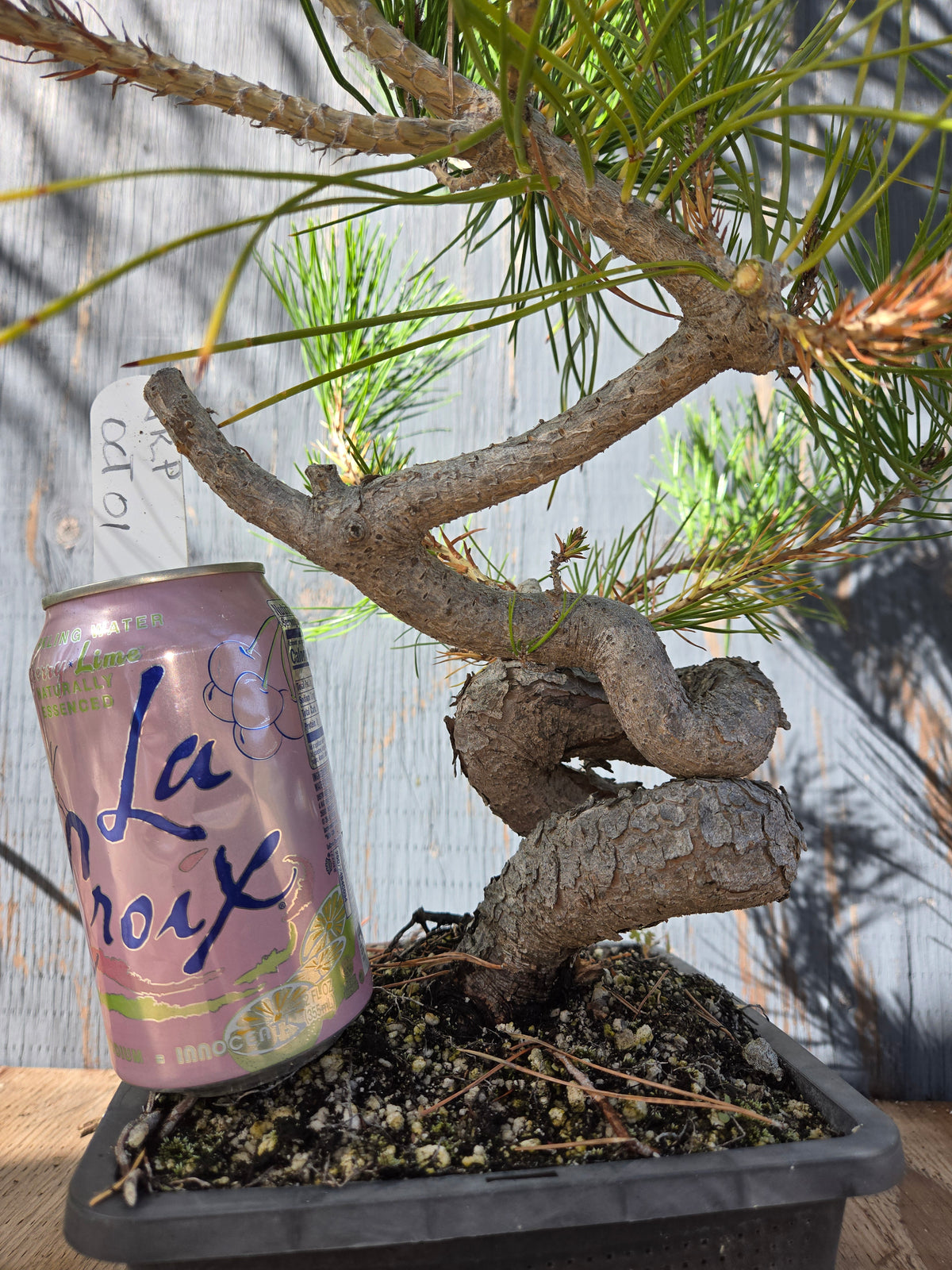 Japanese Red Pine, JRP OCT 01
