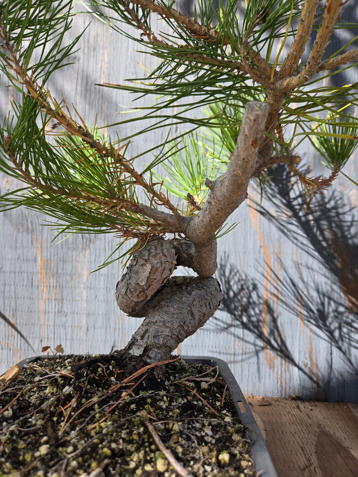 Japanese Red Pine, JRP OCT 01