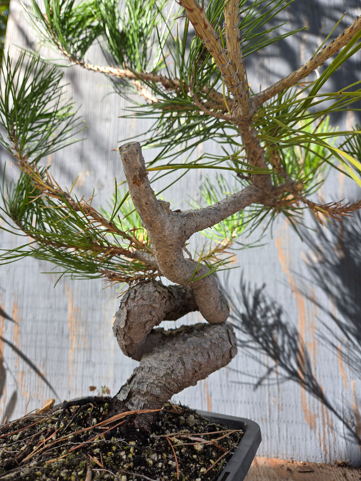 Japanese Red Pine, JRP OCT 01