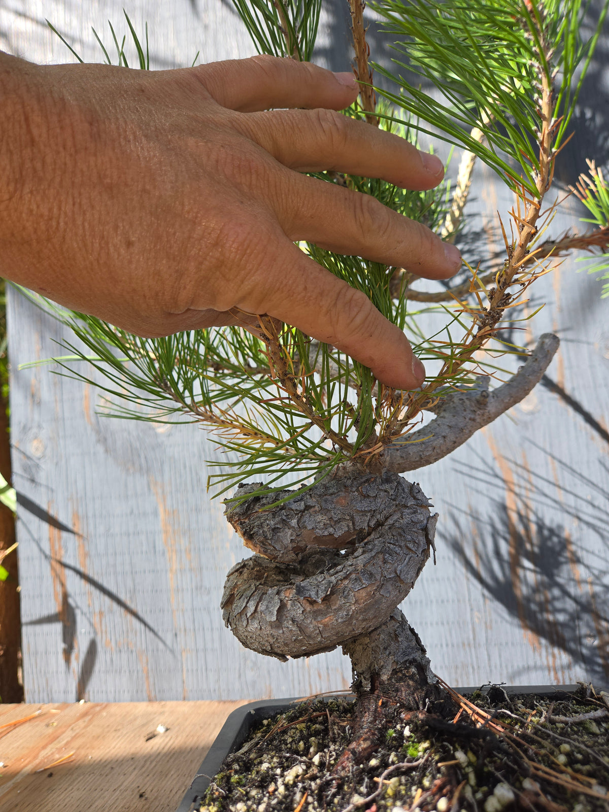 Japanese Red Pine, JRP OCT 01