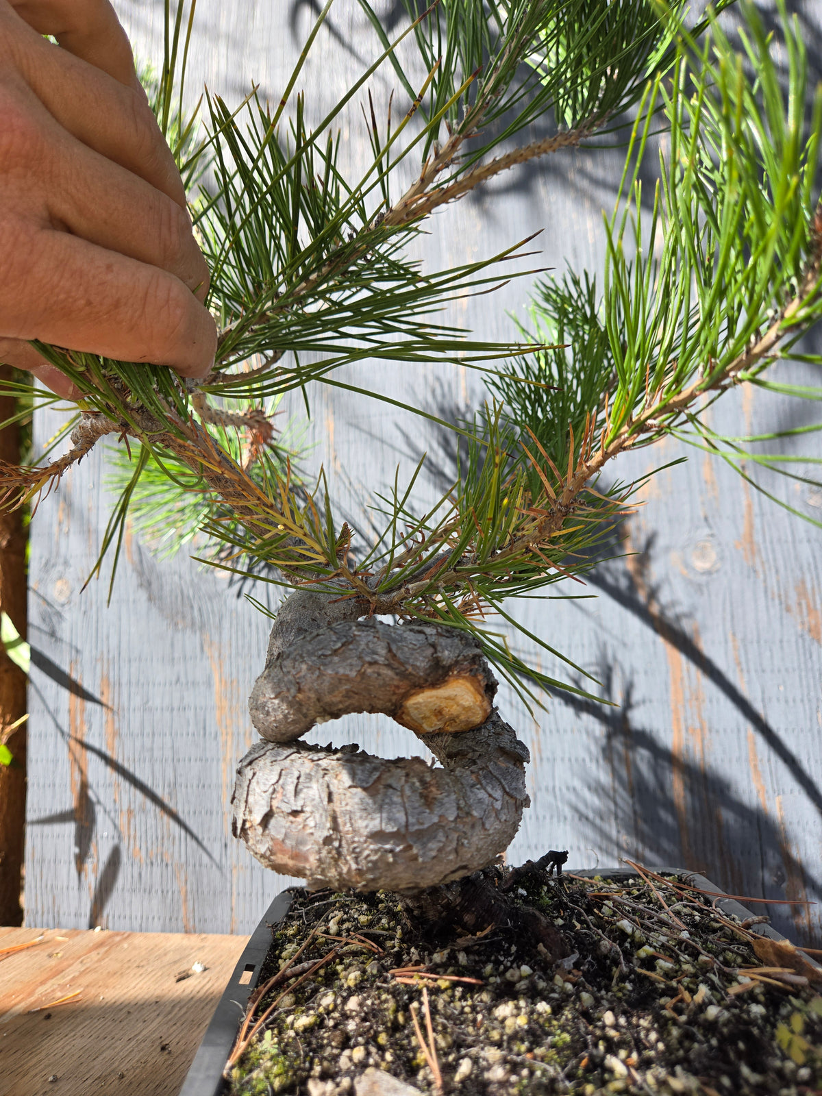 Japanese Red Pine, JRP OCT 01