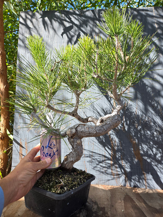 Japanese Black Pine 'Mikawa' OCT 00