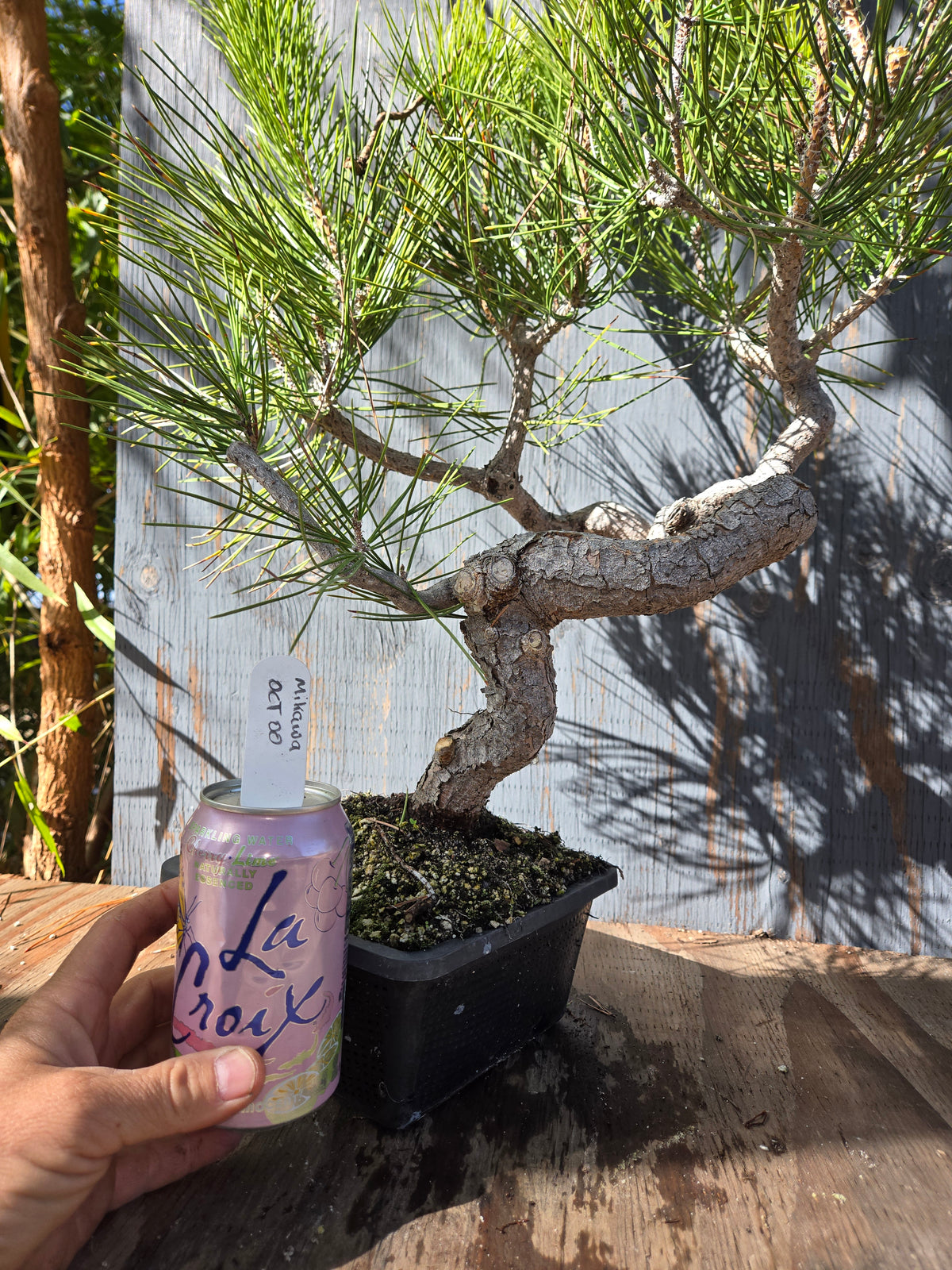 Japanese Black Pine 'Mikawa' OCT 00