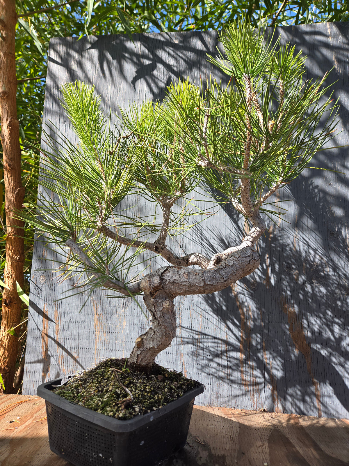 Japanese Black Pine 'Mikawa' OCT 00