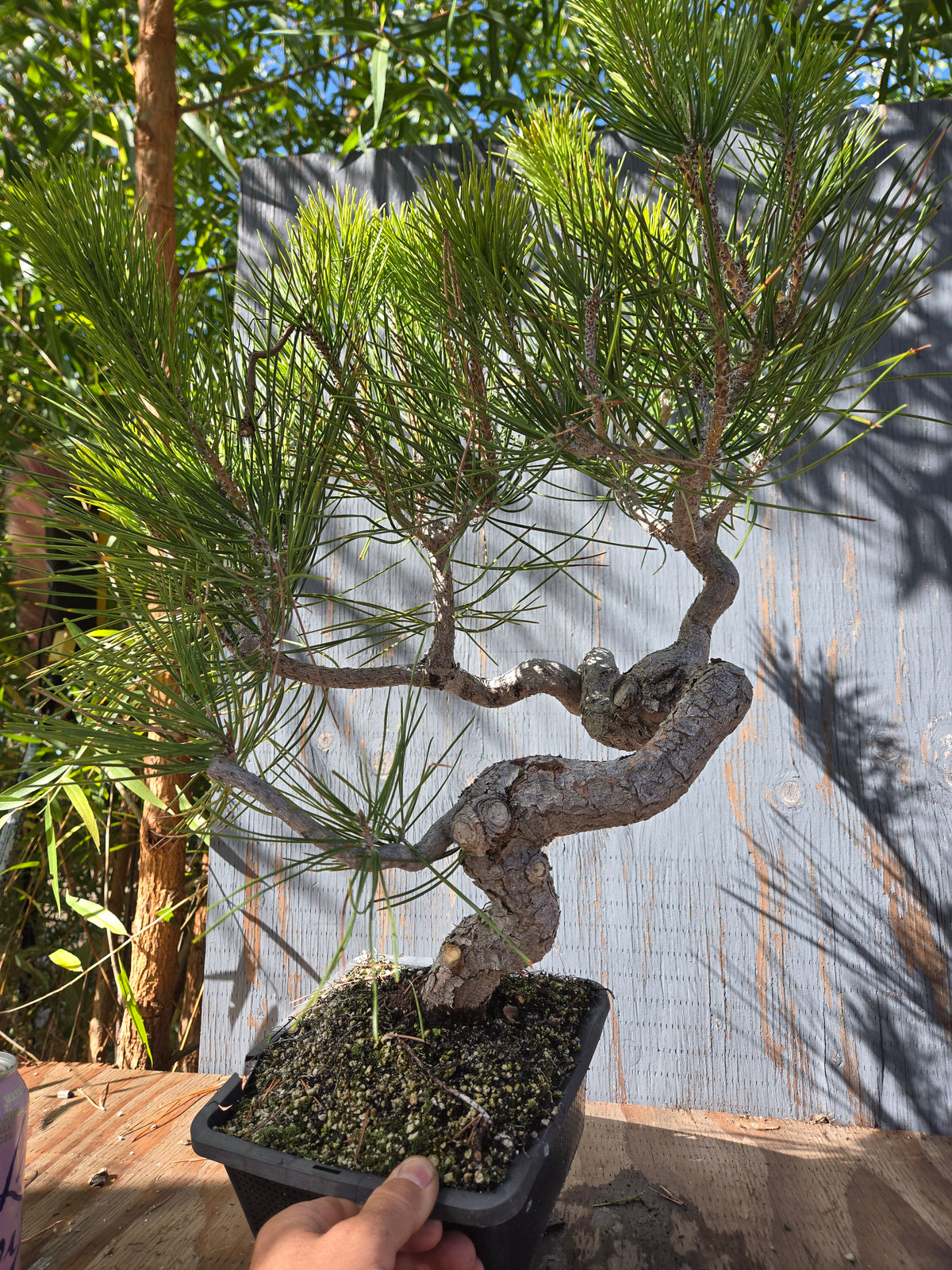 Japanese Black Pine 'Mikawa' OCT 00