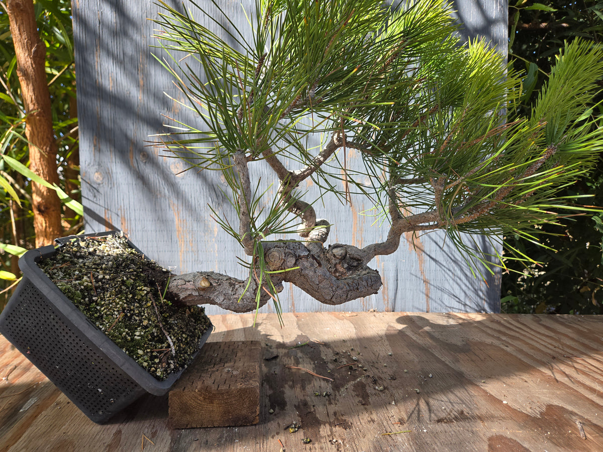 Japanese Black Pine 'Mikawa' OCT 00