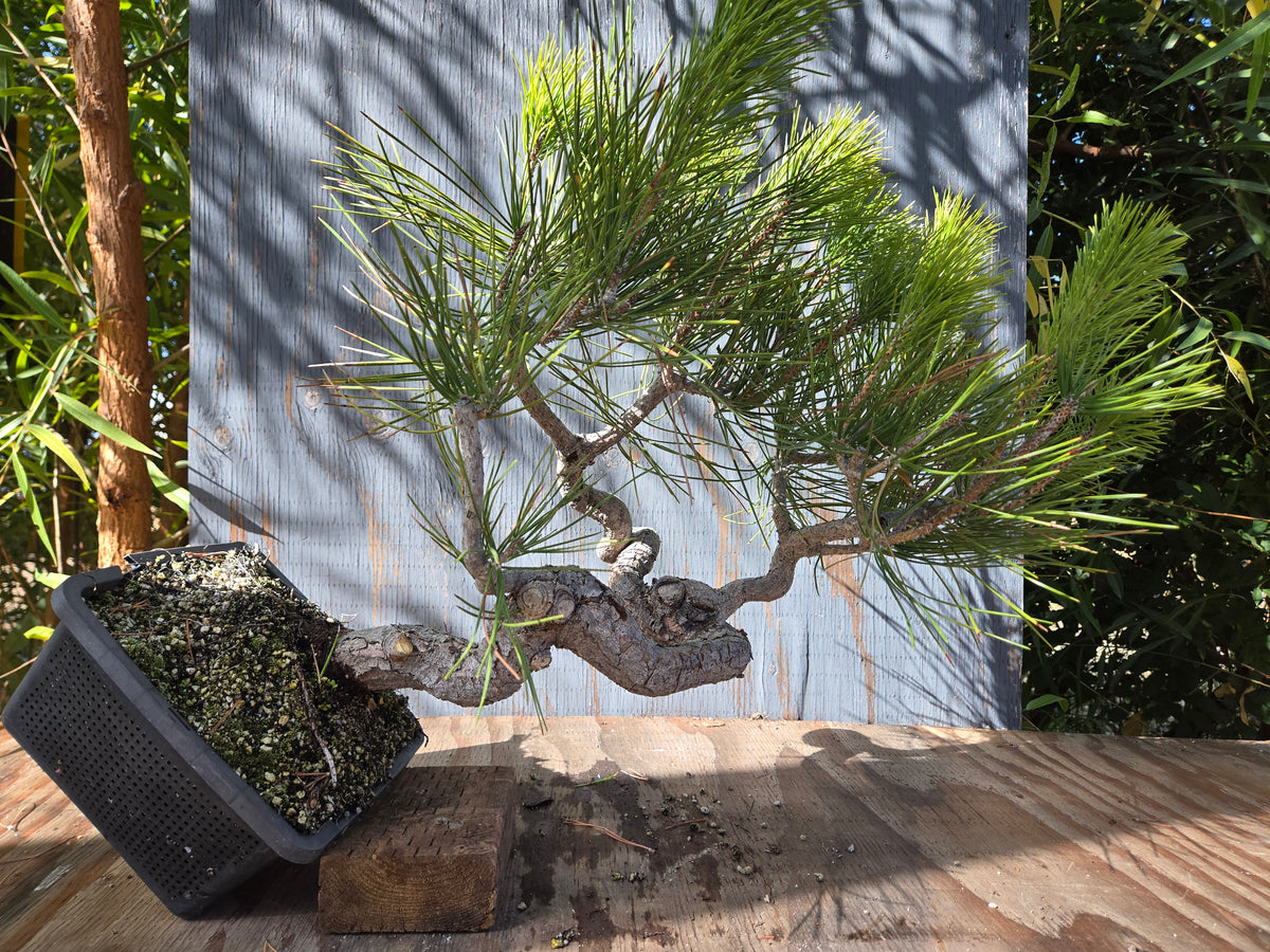 Japanese Black Pine 'Mikawa' OCT 00
