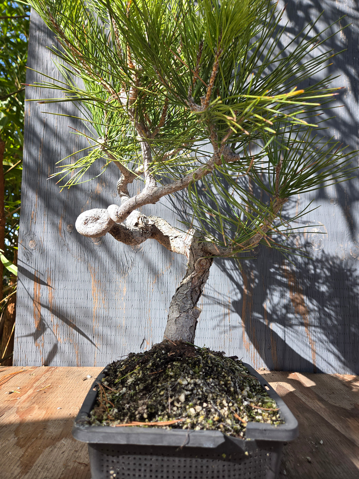 Japanese Black Pine 'Mikawa' OCT 00