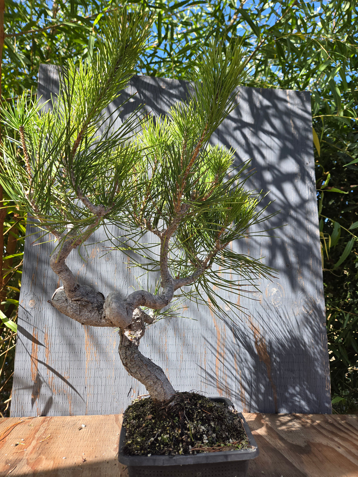 Japanese Black Pine 'Mikawa' OCT 00