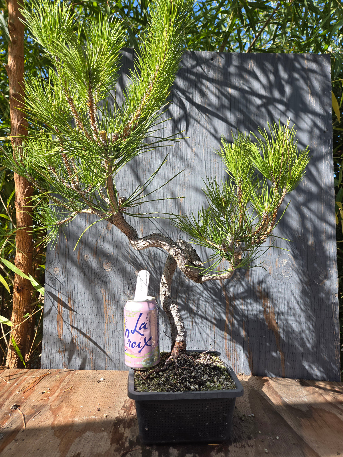 Japanese Black Pine 'Mikawa' OCT 02
