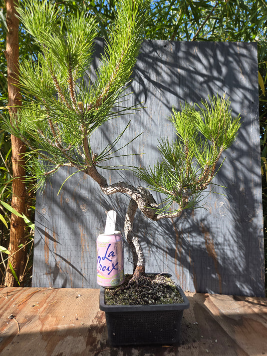 Japanese Black Pine 'Mikawa' OCT 02