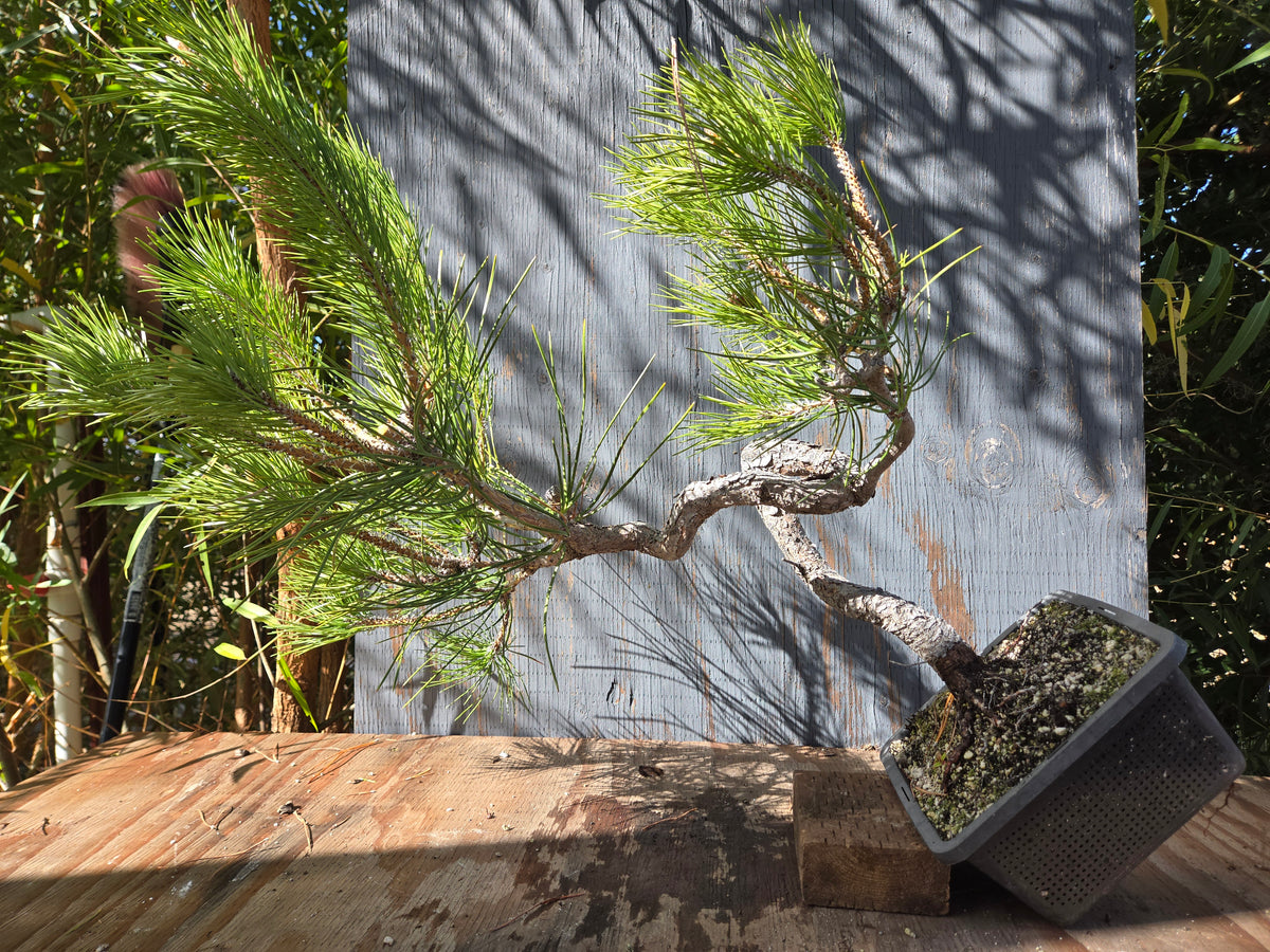 Japanese Black Pine 'Mikawa' OCT 02