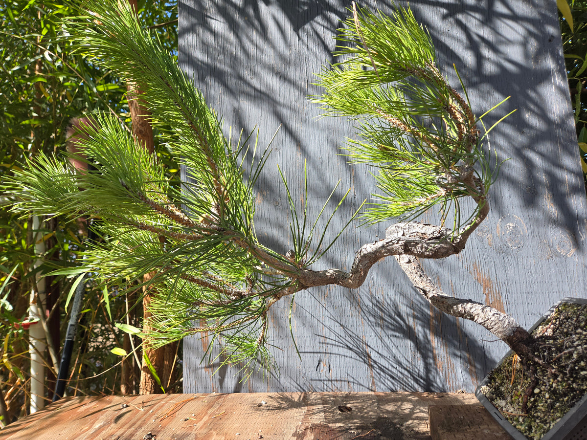 Japanese Black Pine 'Mikawa' OCT 02