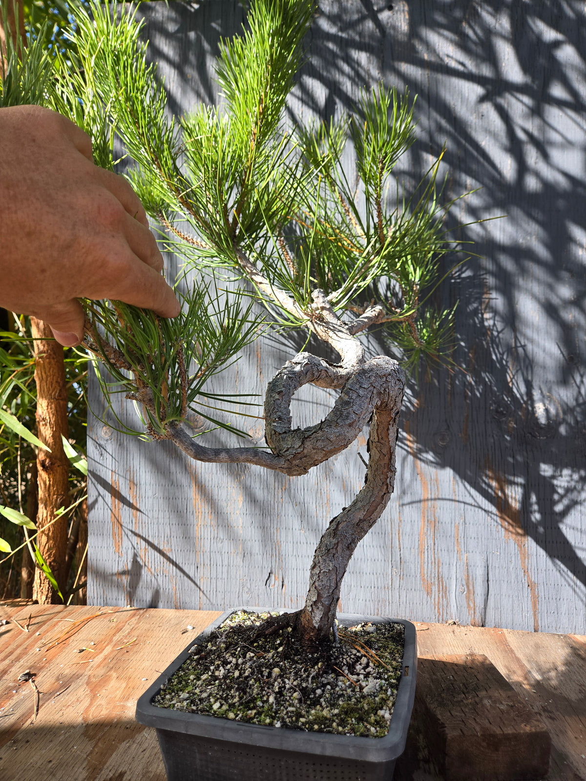 Japanese Black Pine 'Mikawa' OCT 02
