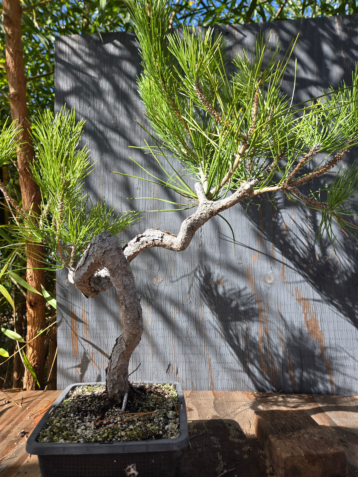 Japanese Black Pine 'Mikawa' OCT 02