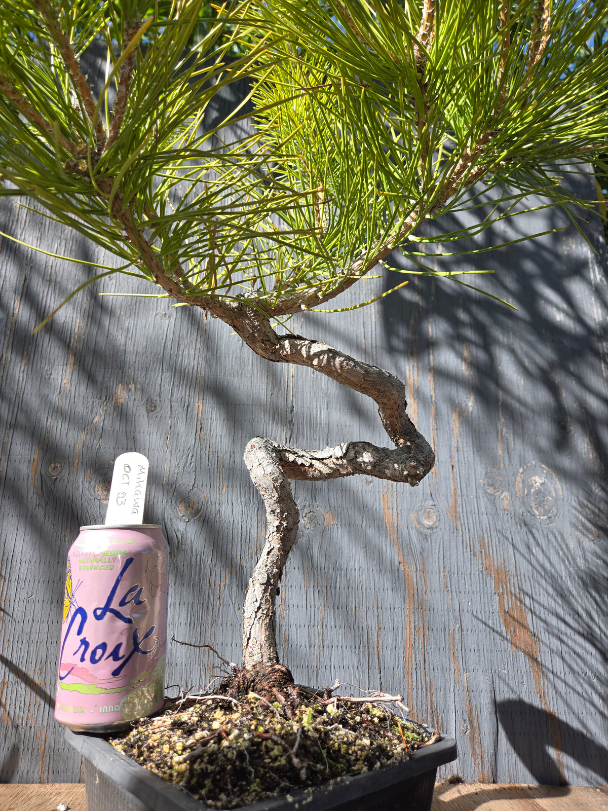 Japanese Black Pine 'Mikawa' OCT 03