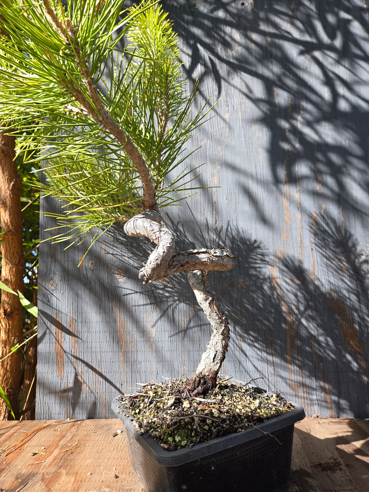 Japanese Black Pine 'Mikawa' OCT 03