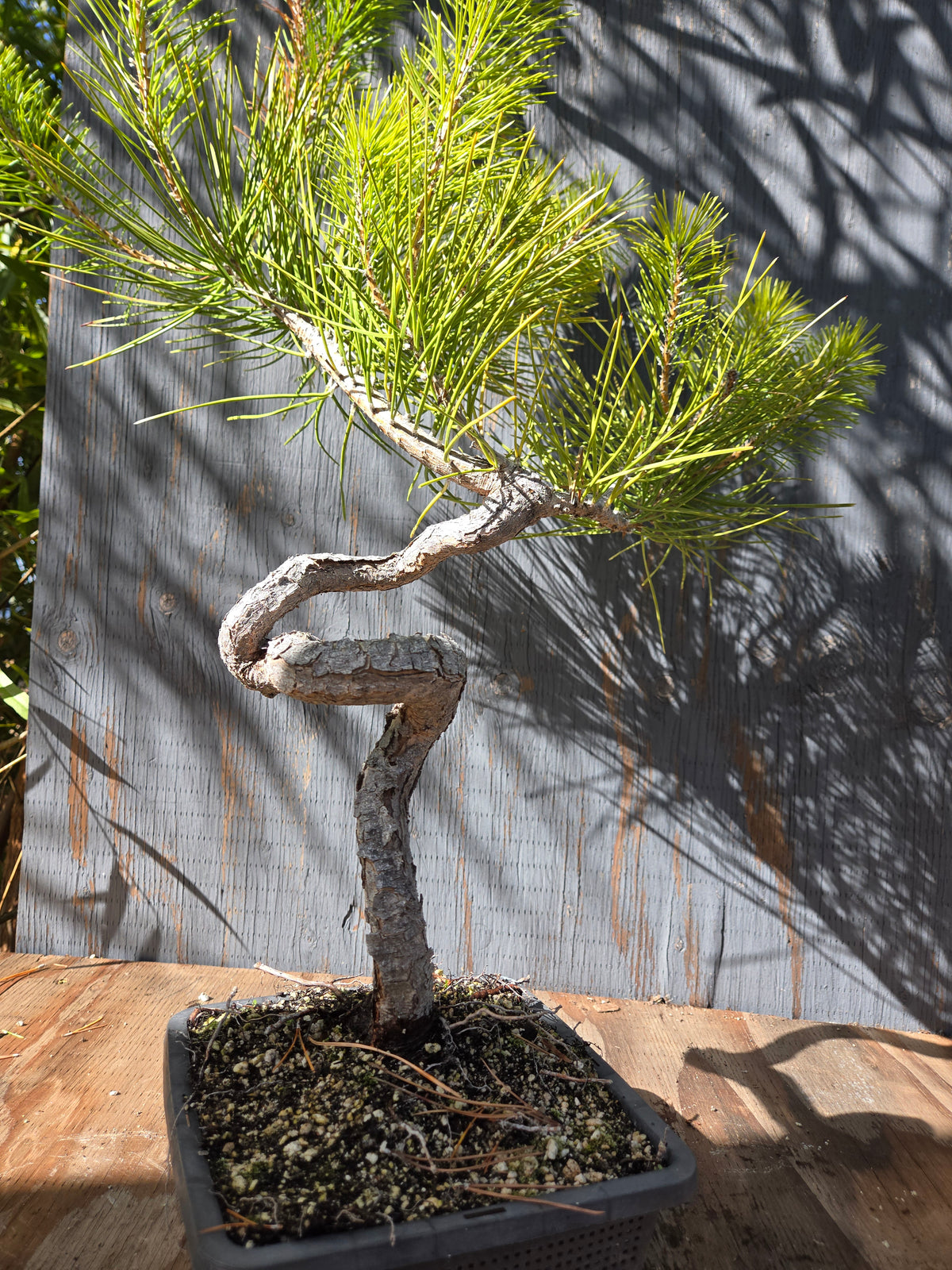 Japanese Black Pine 'Mikawa' OCT 03