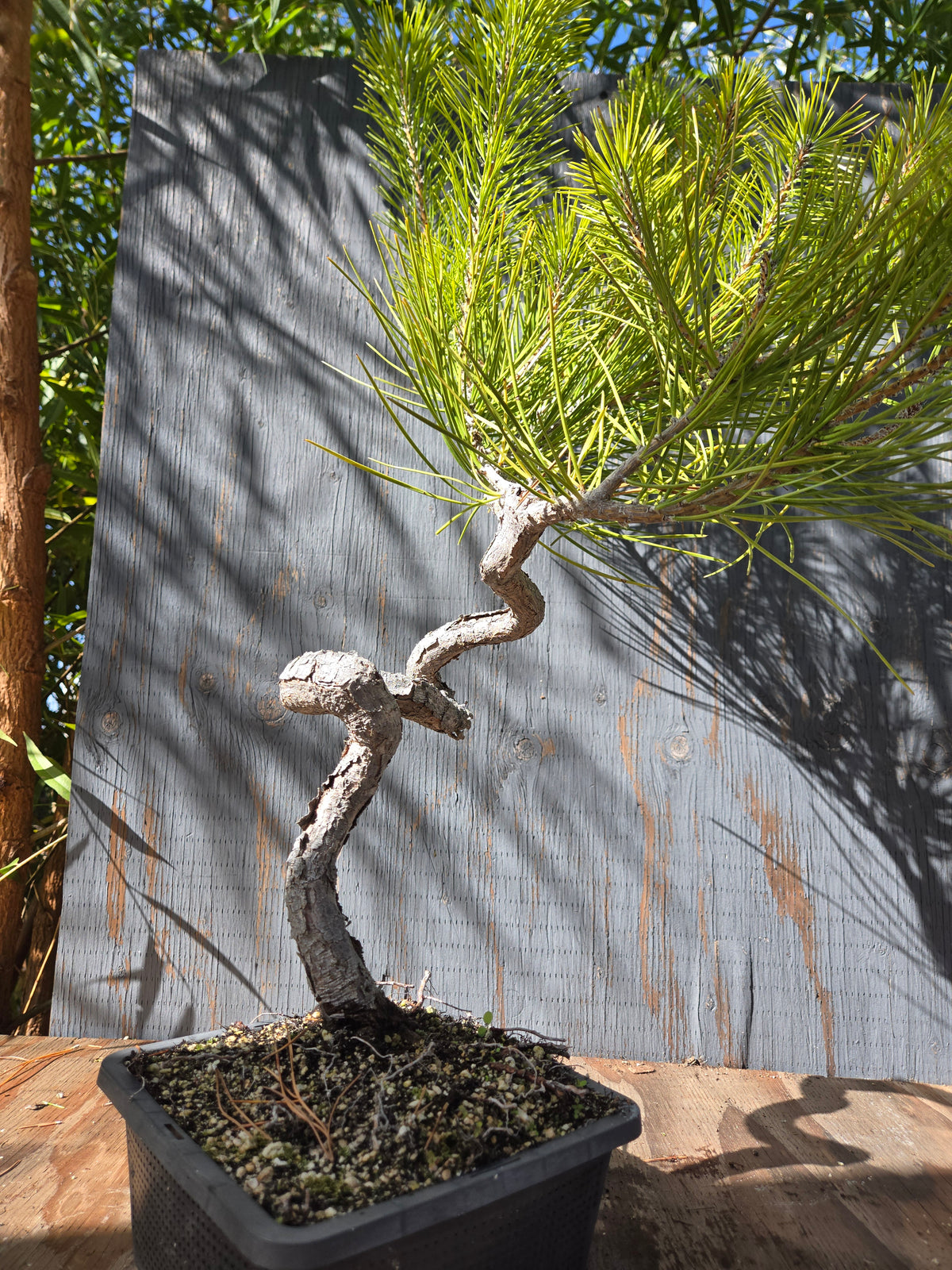 Japanese Black Pine 'Mikawa' OCT 03