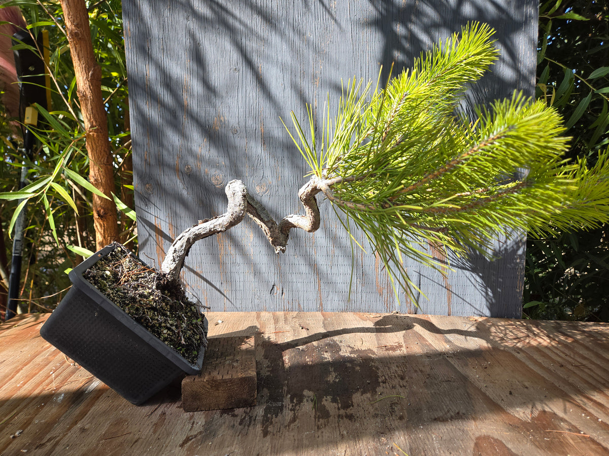 Japanese Black Pine 'Mikawa' OCT 03