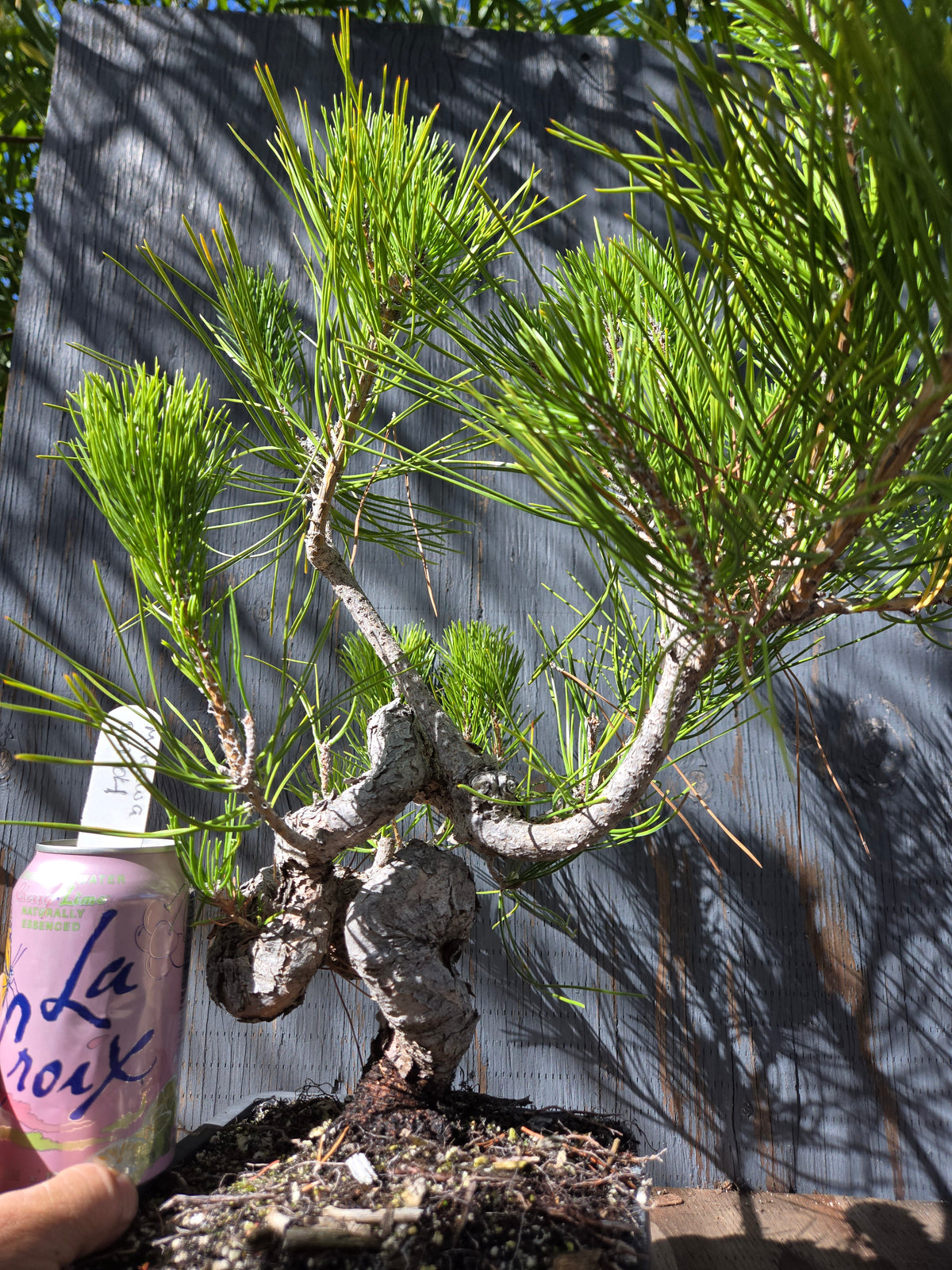 Japanese Black Pine 'Mikawa' OCT 04
