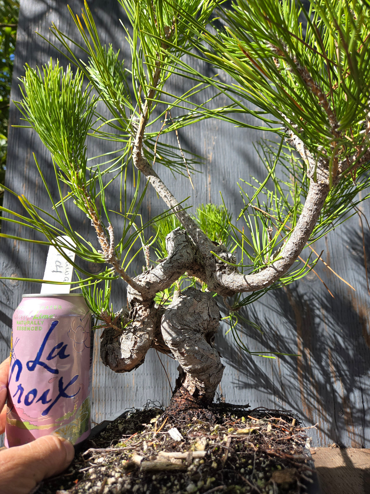 Japanese Black Pine 'Mikawa' OCT 04