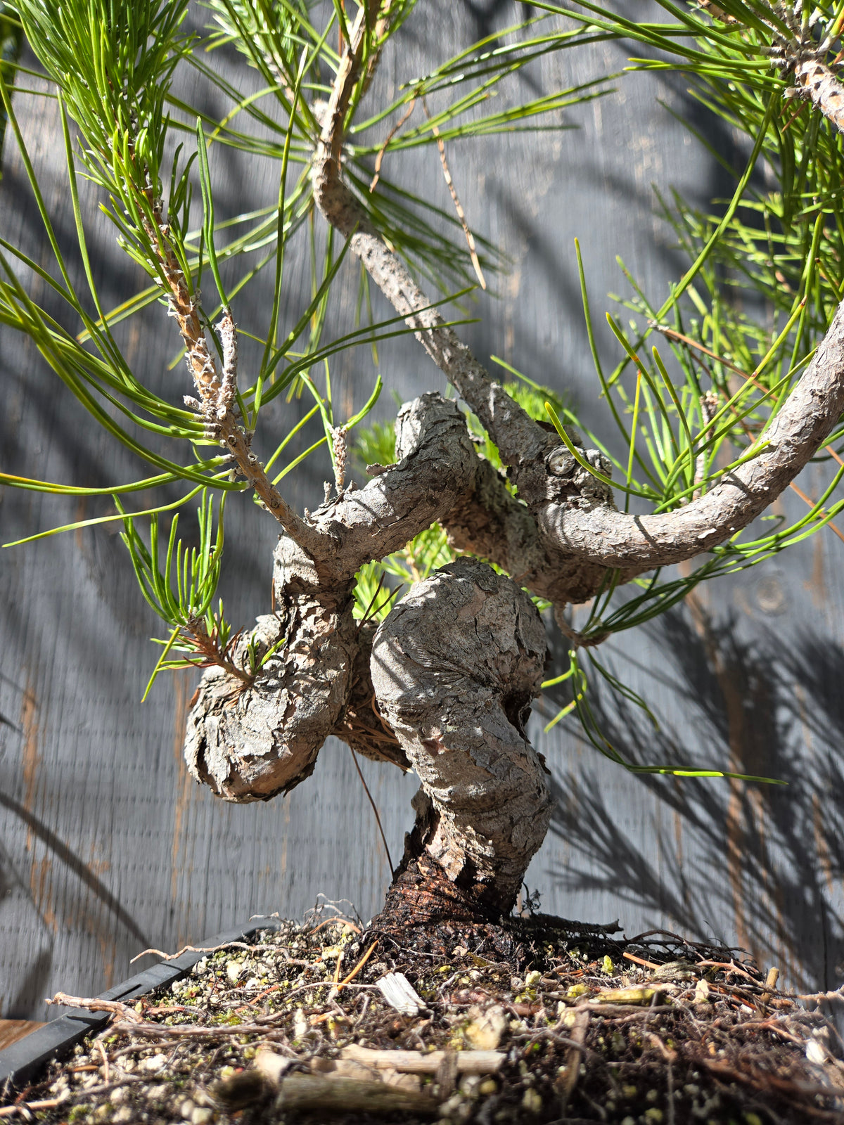 Japanese Black Pine 'Mikawa' OCT 04