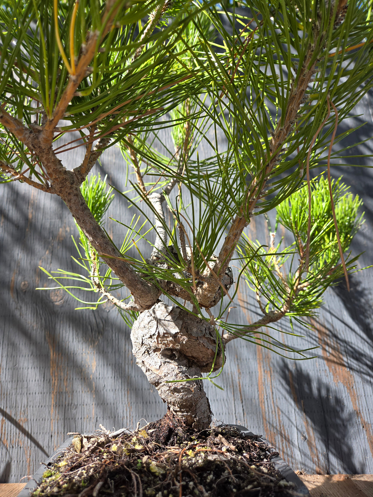 Japanese Black Pine 'Mikawa' OCT 04