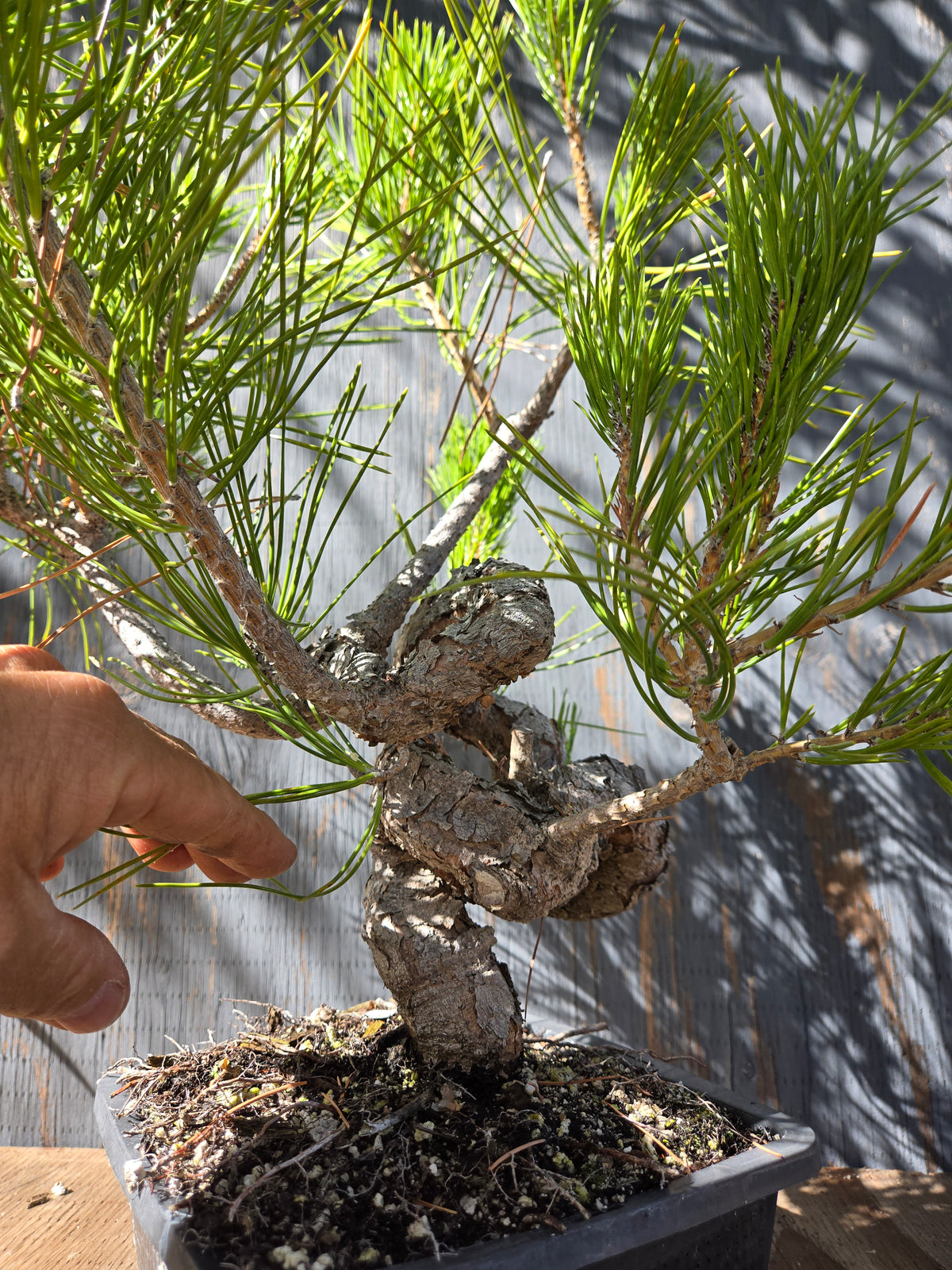 Japanese Black Pine 'Mikawa' OCT 04