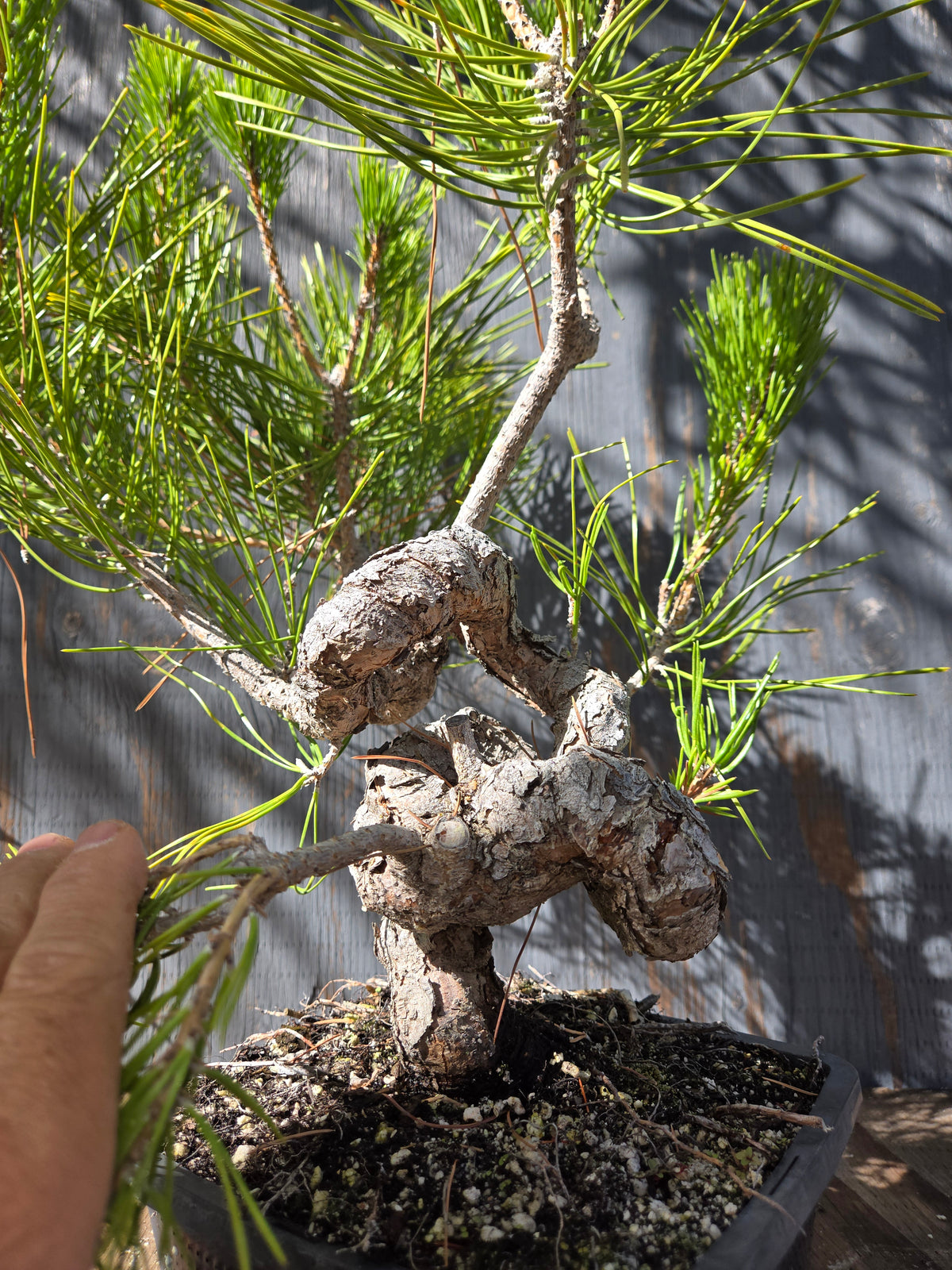 Japanese Black Pine 'Mikawa' OCT 04