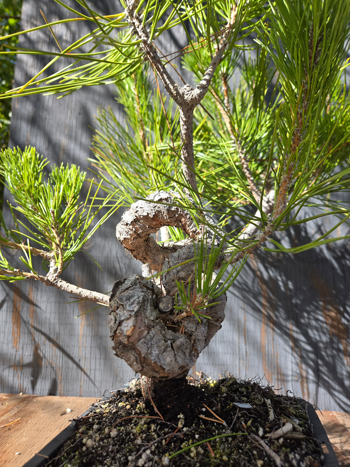 Japanese Black Pine 'Mikawa' OCT 04