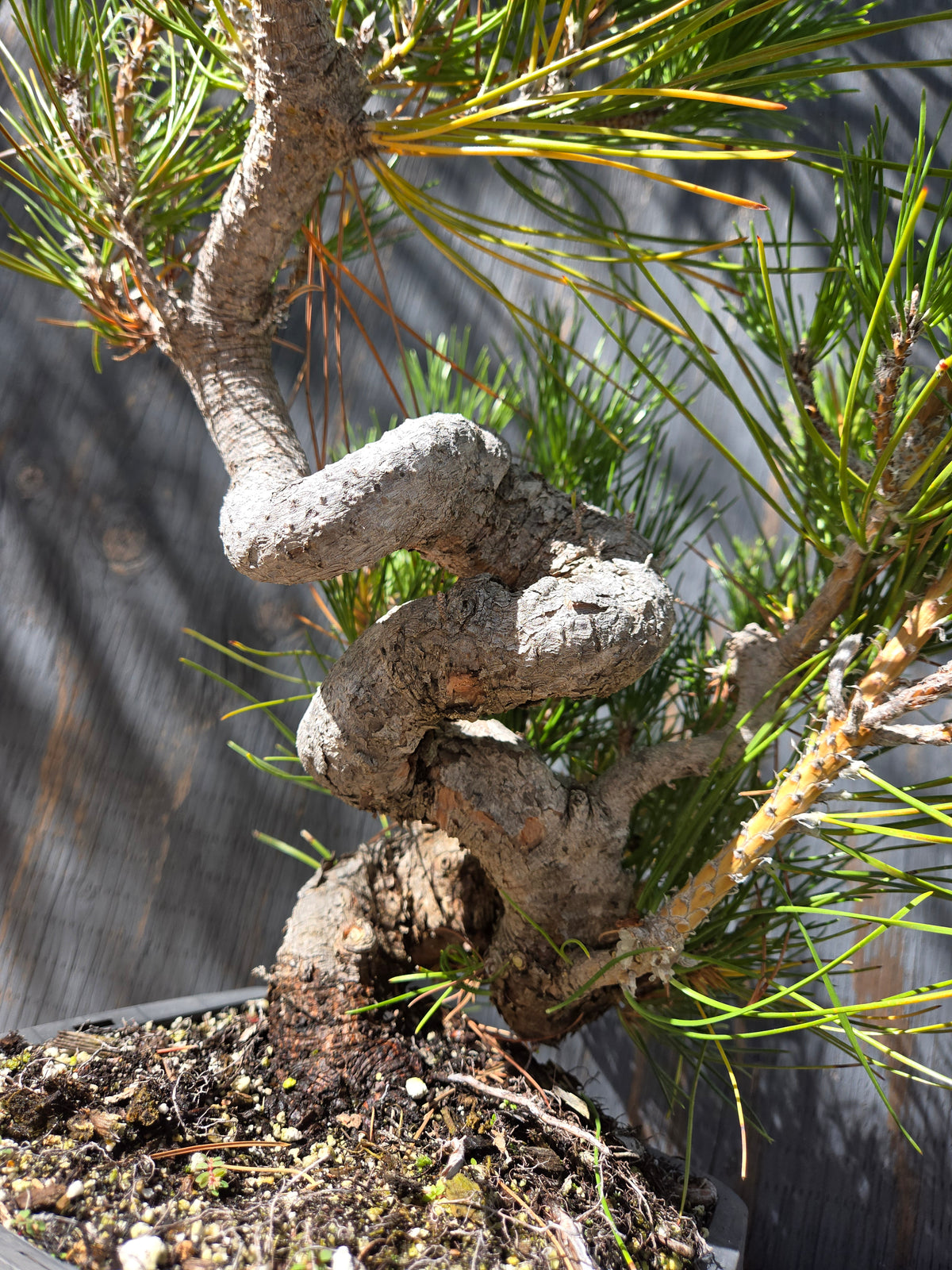 Japanese Black Pine 'Mikawa' OCT 07