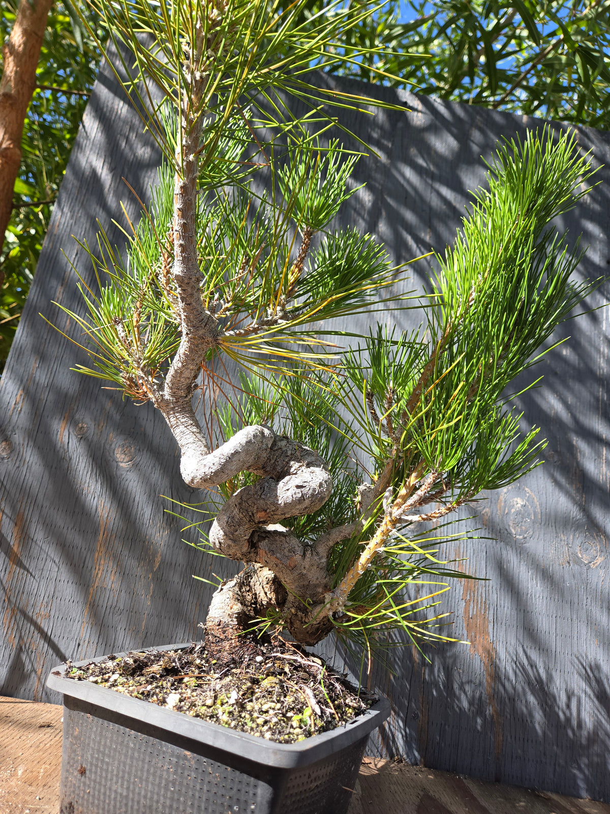 Japanese Black Pine 'Mikawa' OCT 07