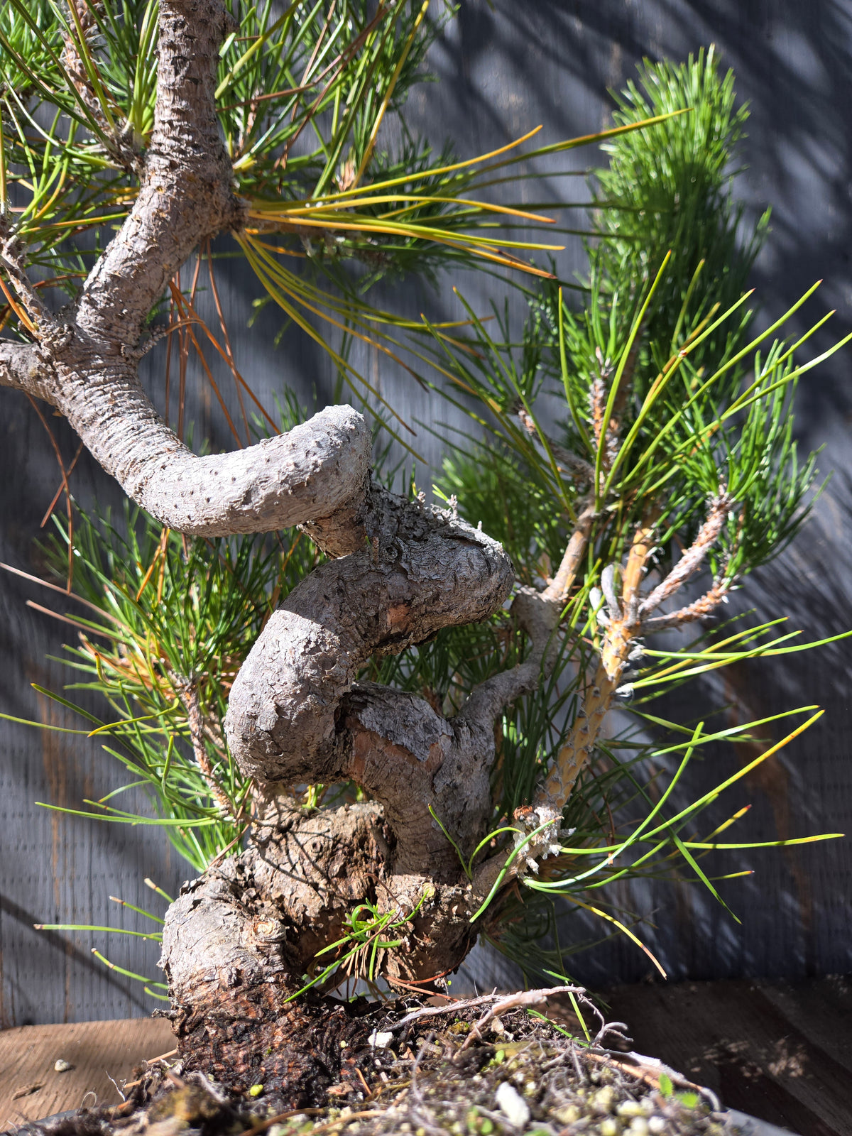 Japanese Black Pine 'Mikawa' OCT 07