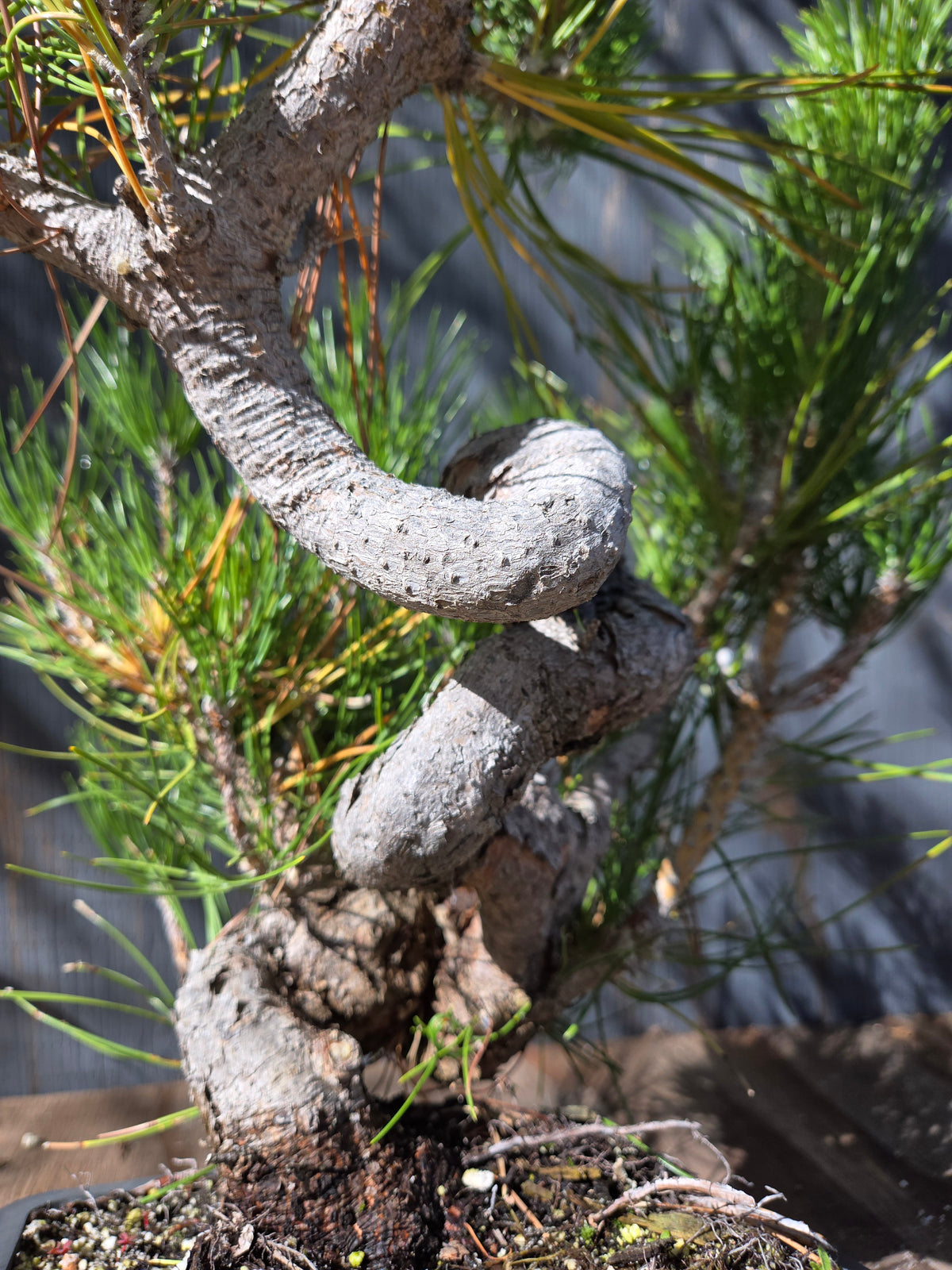 Japanese Black Pine 'Mikawa' OCT 07