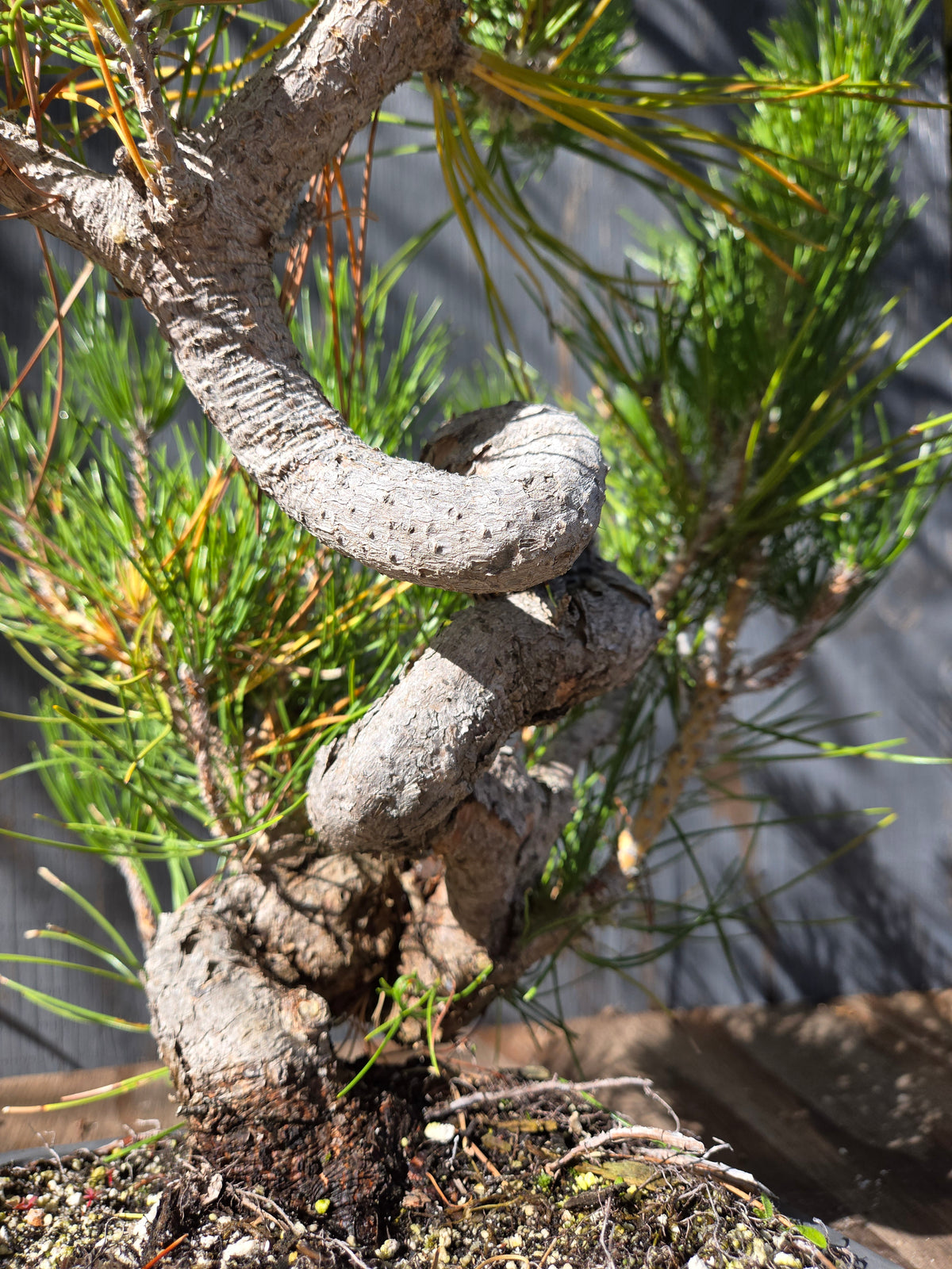 Japanese Black Pine 'Mikawa' OCT 07