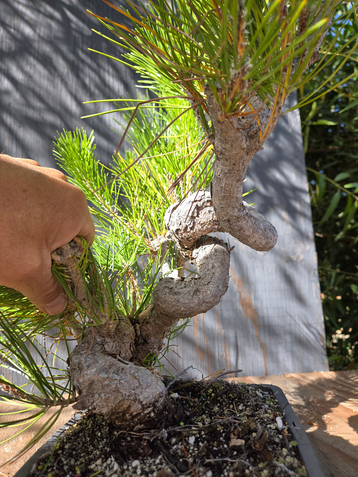 Japanese Black Pine 'Mikawa' OCT 07